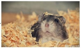 仓鼠王惊天爆料视频大全,惊天爆料视频大全全解析